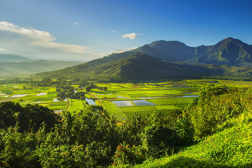 The Hanalei Lookout Provides A View Of Taro Plantations In Kauai, Where Most Of The Taro In Hawaii Is Grown, Kauai, Hawaii, United States Of America