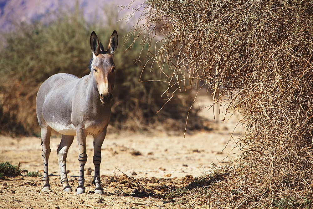 Donkey In The Arava Valley, Jordan Valley, Israel