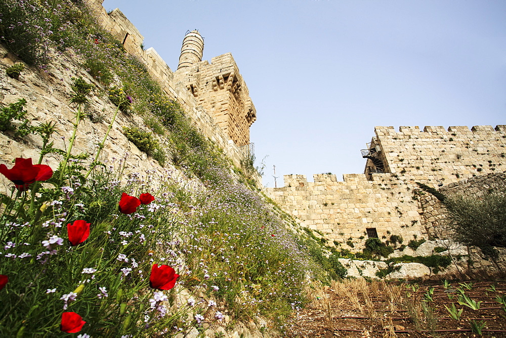 David's Citadel, Old City Walls And Wildflowers Growing On The Sloped Hillside, Jerusalem, Israel