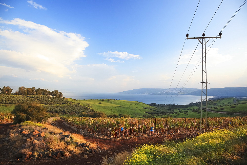 A Power Line Going Over A Crop With Lake Kinneret In The Distance, Galilee, Israel