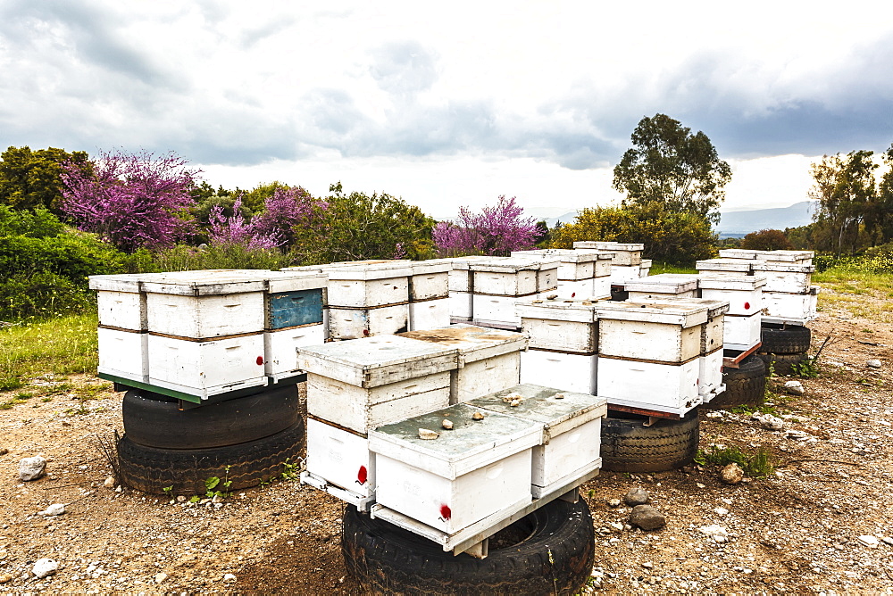 Wooden Frames For Beekeeping, Israel