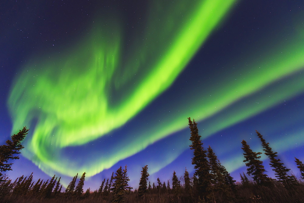 Aurora Borealis Over Spruce Trees In The Northwest Arctic Of Alaska.