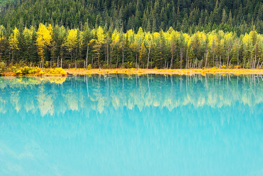 Autumn Colors Of Birch Trees Reflect In The Turquoise Glacial Pond, Portage Valley, Chugach National Forest, Southcentral Alaska