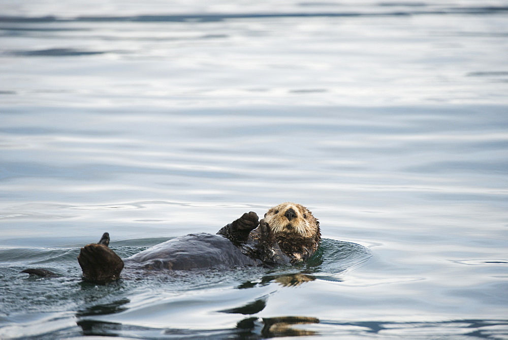 A Sea Otter Swims Away On Its Back In Kukak Bay, Katmai National Park & Preserve, Alaska.