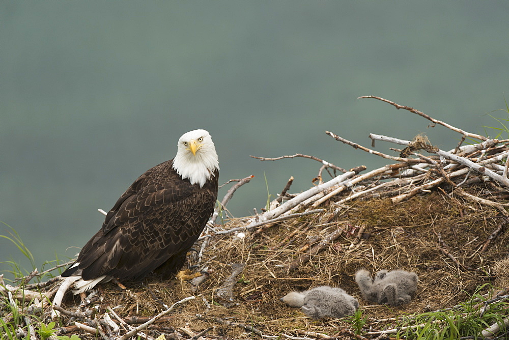 Bald Eagle With A Pair Of Chicks In Nest, Kukak Bay, Katmai National Park & Preserve.