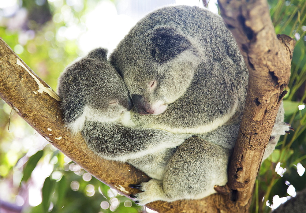 Mother And Baby Koala Bears (Phascolarctos Cinereus) Cuddled Up In A Tree, Noosa, Queensland, Australia