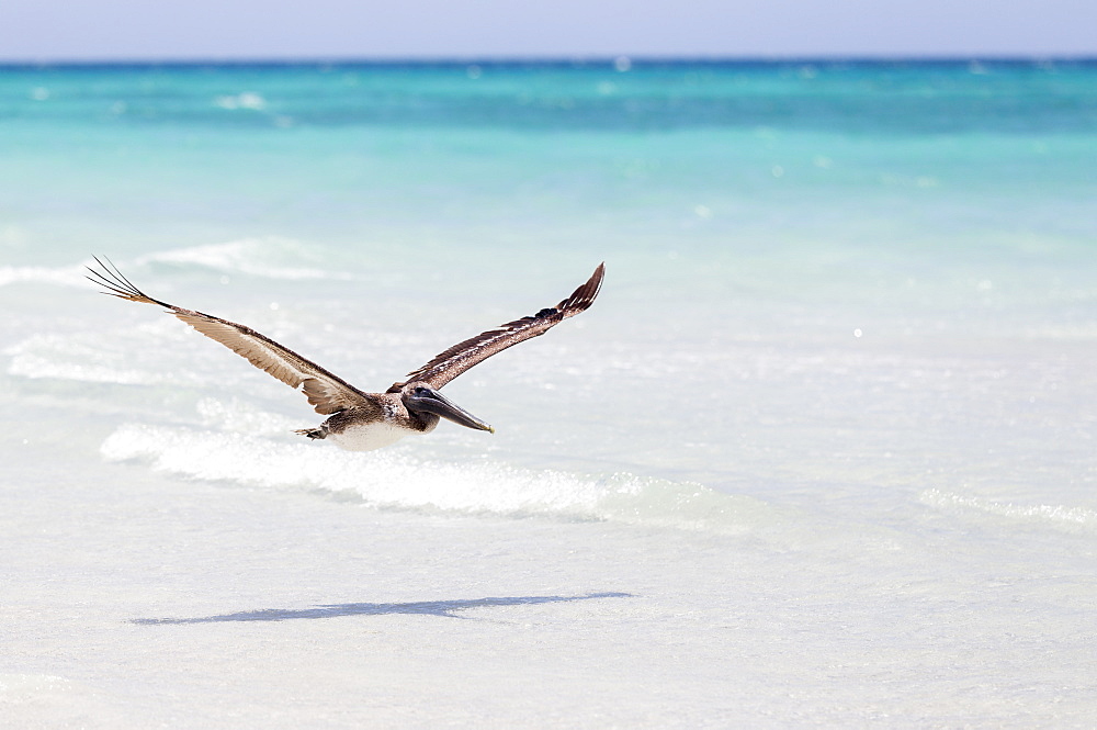 A Brown Pelican (Pelecanus Occidentalis) Flying Low Above The White Sand Beach With The Blue Water, Caribbean In The Summer, Varadero, Cuba