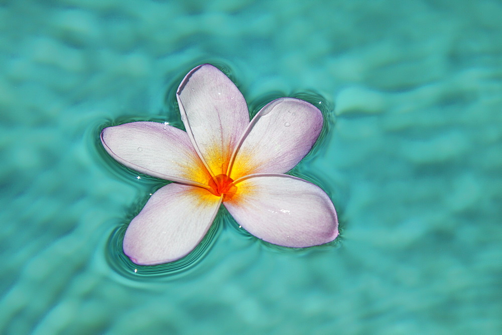 A Single Plumeria Flower Floats In Clear Blue Water, Maui, Hawaii, United States Of America