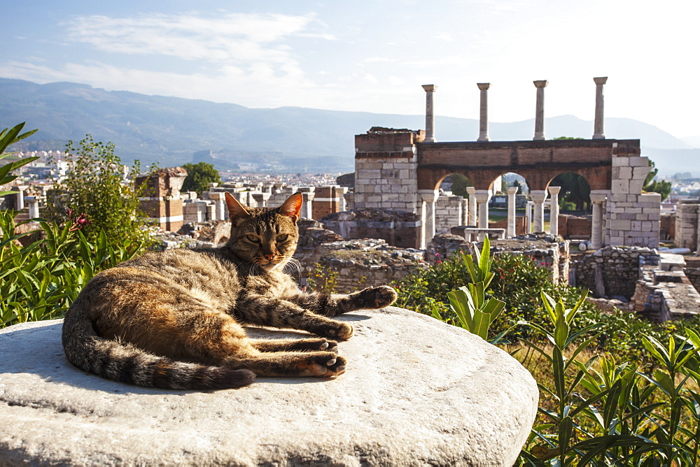 A Cat Lays In The Sun On A Rock At The Ruins Of Saint John's Basilica And The Tomb Of Saint John, Ephesus, Izmir, Turkey