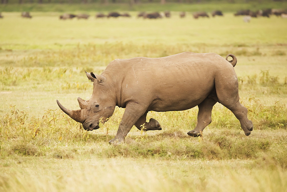 A Rhinoceros Is Charging From Right To Left Over The Savannah With Its Head Down, Surrounded By A Grassy Plain, Herd Of Wildebeest In The Background, Nyabushozi, Western Region, Uganda