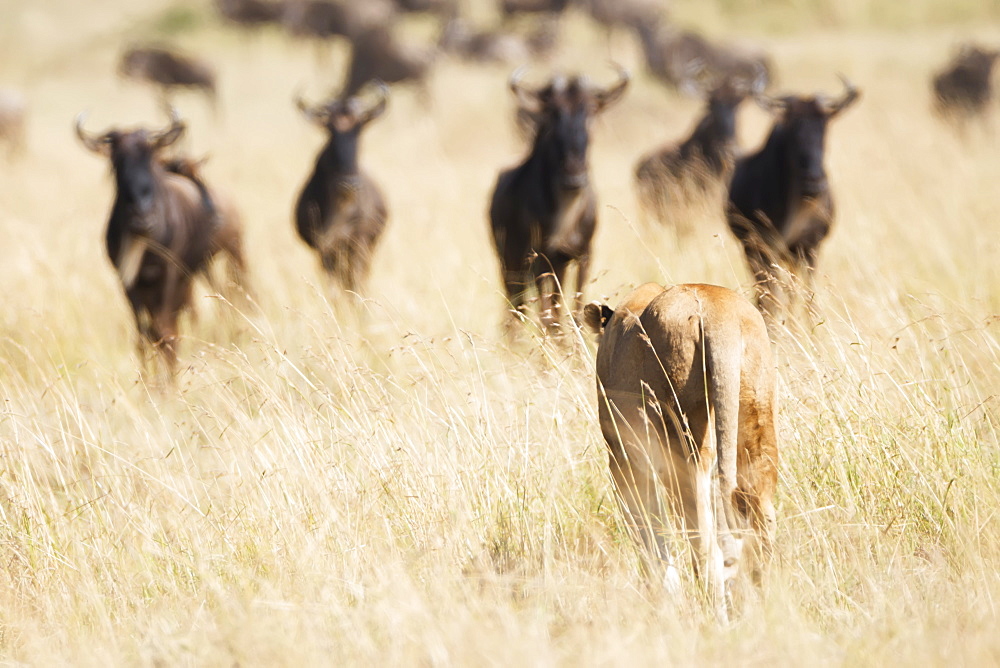 A Lioness (Panthera Leo) Seen From Behind Confronts A Group Of Wildebeest On The African Savannah, The Five Wildebeest Stand Looking At Her Warily, Narok, Kenya