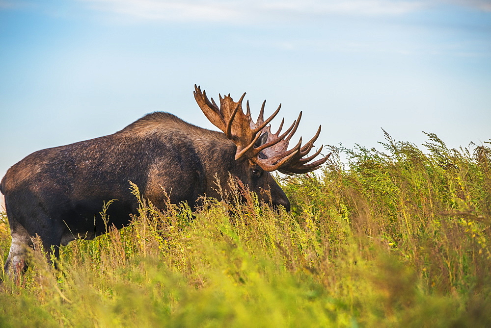 The Large Bull Moose Known As "hook" Who Roams In The Kincade Park Area Is Seen During The Fall Rut, South-Central Alaska, Anchorage, Alaska, United States Of America