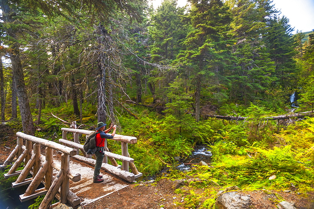 A Man Hiking Across A Log Bridge On The Turnagain Pass Trail In The Chugach National Forest, South-Central Alaska On A Summer Day, Alaska, United States Of America