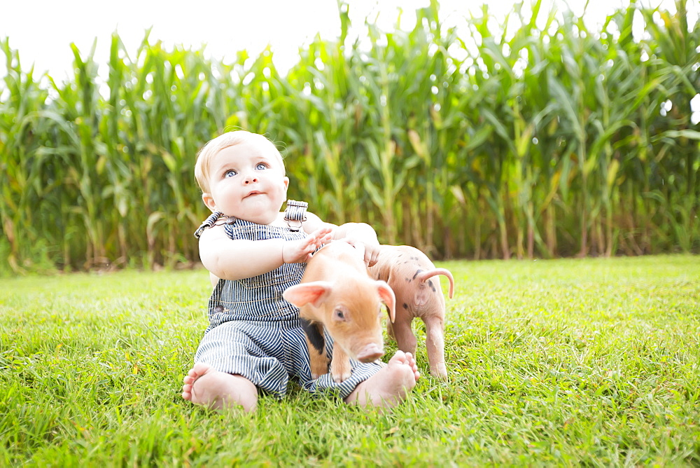 Infant Boy Playing With Little Pigs On A Farm In Northeast Iowa In Summertime, Iowa, United States Of America