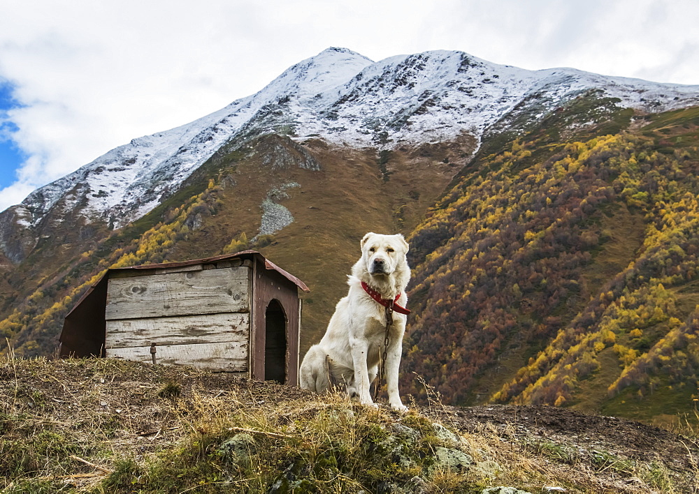 Georgian Shepherd Dog By His Dog House, Ushguli, Samegrelo-Zemo Svaneti, Georgia