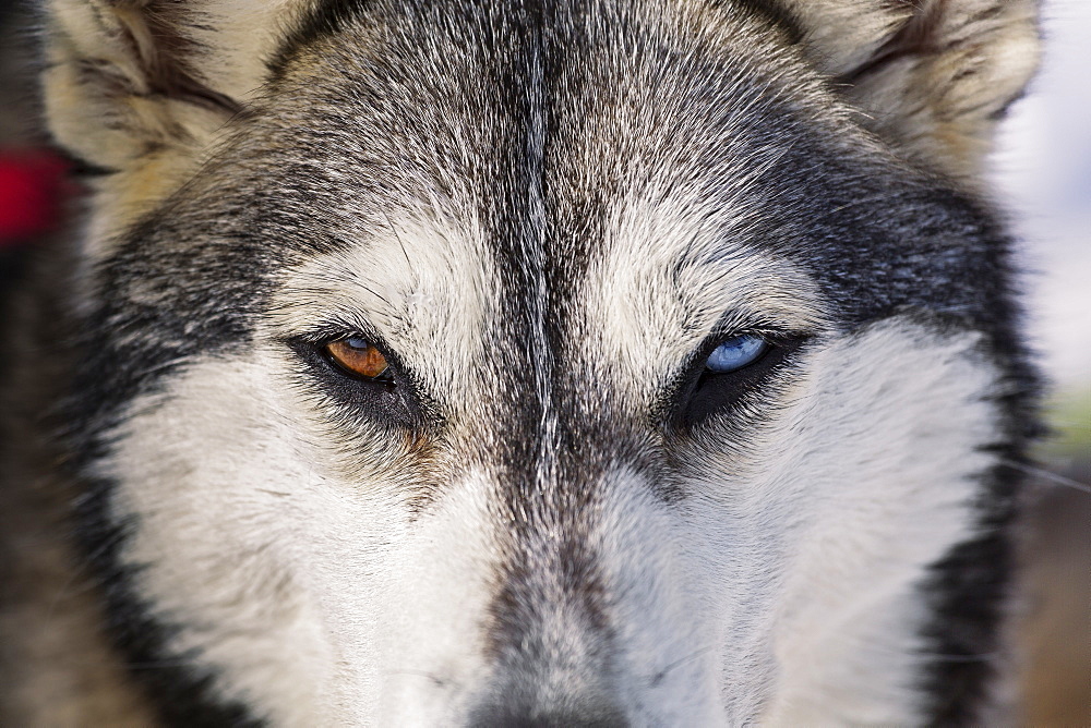 Husky Sled Dog With Different Coloured Eyes, The Laurentians, Quebec, Canada