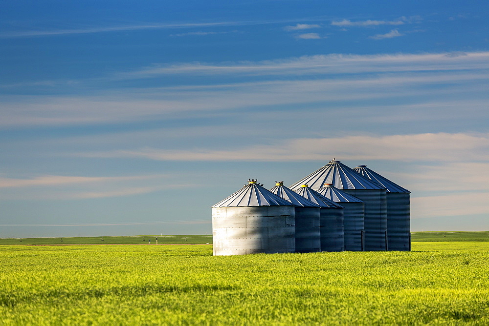 Large Metal Grain Bins In A Green Wheat Field With Blue Sky And Clouds, East Of Calgary, Alberta, Canada