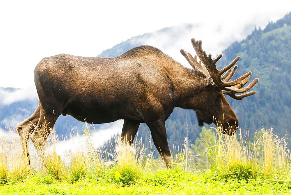 Bull Moose (Alces Alces) With Antlers In Velvet, Captive In Alaska Wildlife Conservation Center, South-Central Alaska, Portage, Alaska, United States Of America