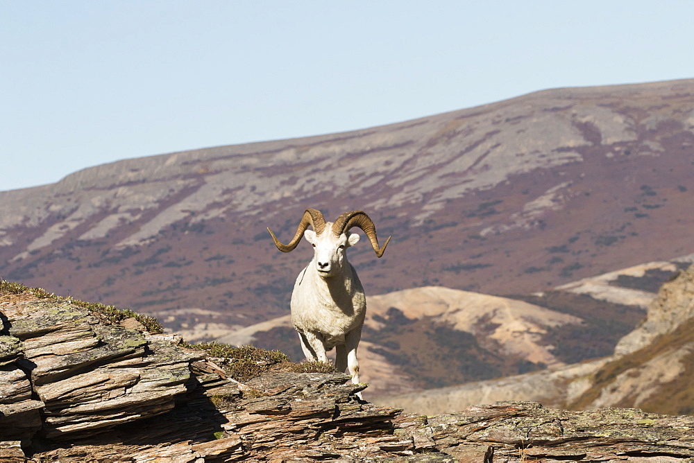 Dall Ram (Ovis Dalli) In Denali National Park And Preserve, Alaska, United States Of America