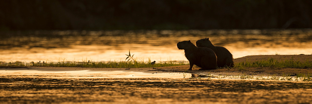 Two Capybara (Hydrochoerus Hydrochaeris) Sitting By River At Sunset, Mato Grosso Do Sul, Brazilnone