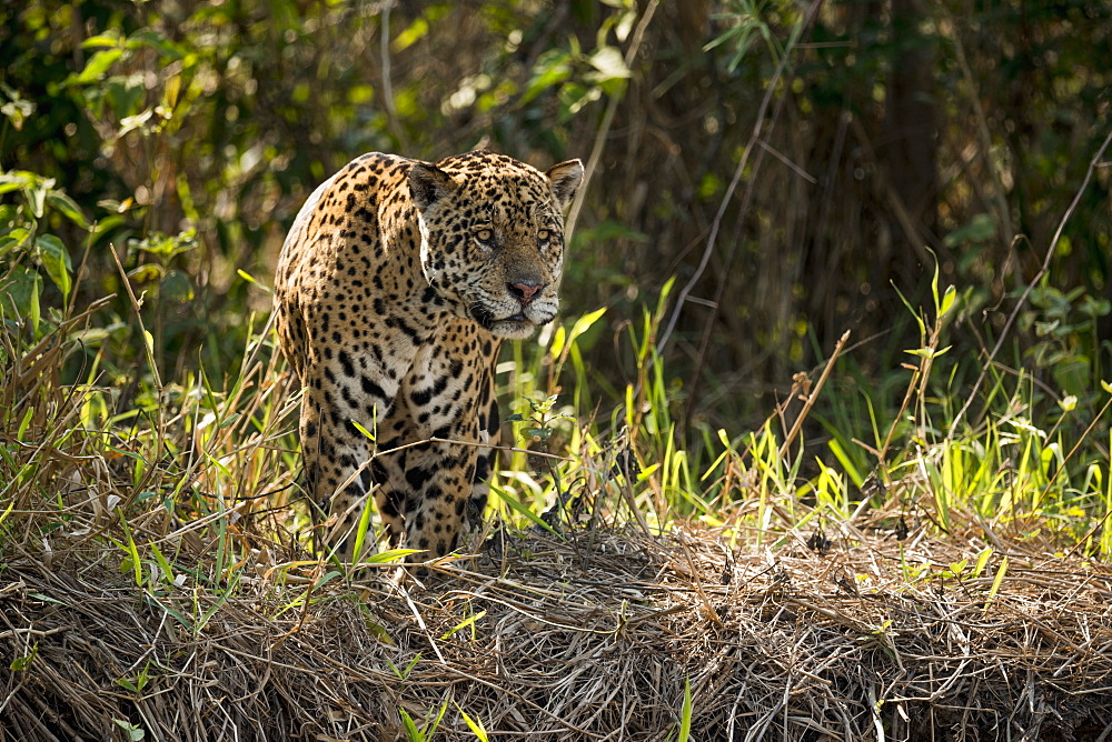 Jaguar (Panthera Onca) Lowering Head To Stare Across River, Mato Grosso Do Sul, Brazil