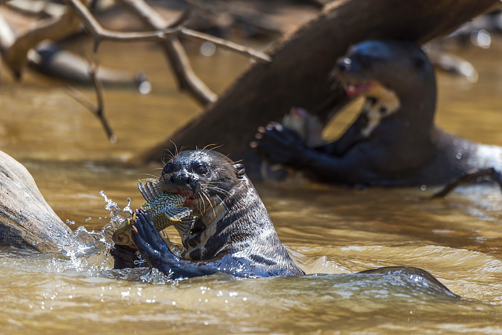 Giant River Otters (Pteronura Brasiliensis) Chewing Fish In River, Mato Grosso Do Sul, Brazil