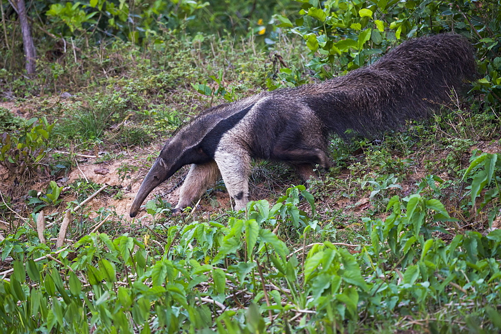 Giant Anteater (Myrmecophaga Tridactyla) Walking To The Pond With Lilies, Mato Grosso Do Sul, Brazil