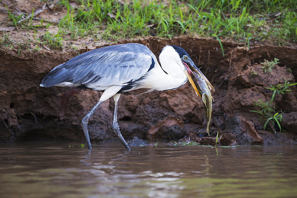 Cocoi Heron (Ardea Cocoi) Wading With Fish In Beak, Mato Grosso Do Sul, Brazil