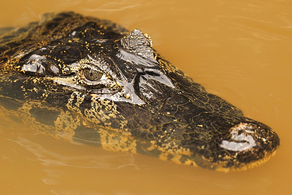 Close Up Of Yacare Caiman (Caiman Yacare) Head Facing Camera, Mato Grosso Do Sul, Brazil