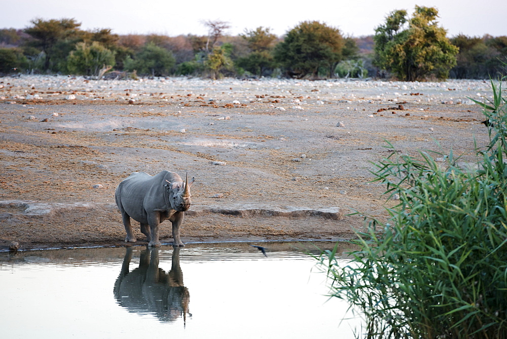 A Rhinoceros Is Looking At The Camera And Drinking At Watering Hole Of Etosha National Park, Namibia