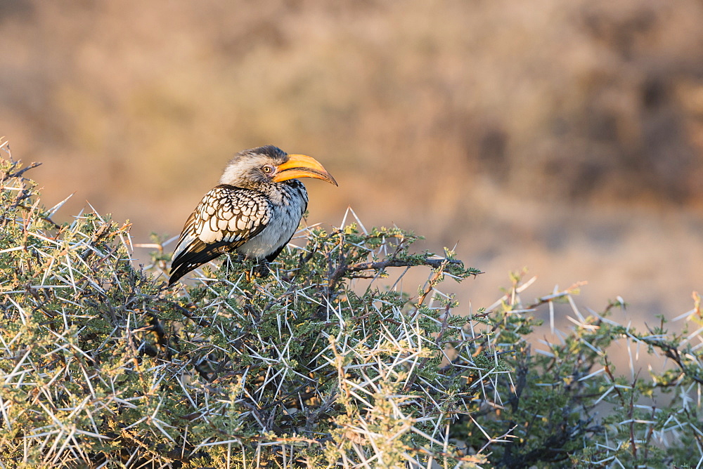 An African Bird With Huge Beak Is Sitting On Top Of A Needle Tree In The Woodlands Of Etosha National Park, Namibia