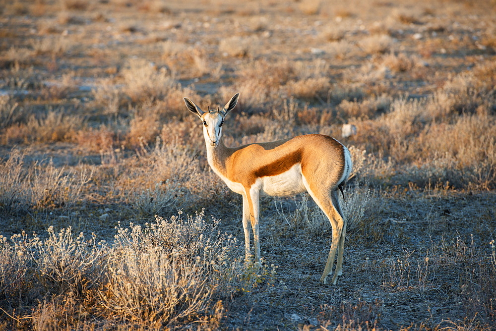 A Young Springbok (Antidorcas Marsupialis) Antelope Is Cautiously Looking Into Camera On The Savanna, Etosha National Park, Namibia