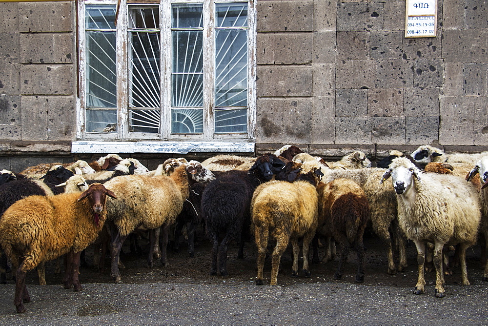 Flock Of Sheep (Ovis Aries) On A Street, Gyumri, Shirak Province, Armenia