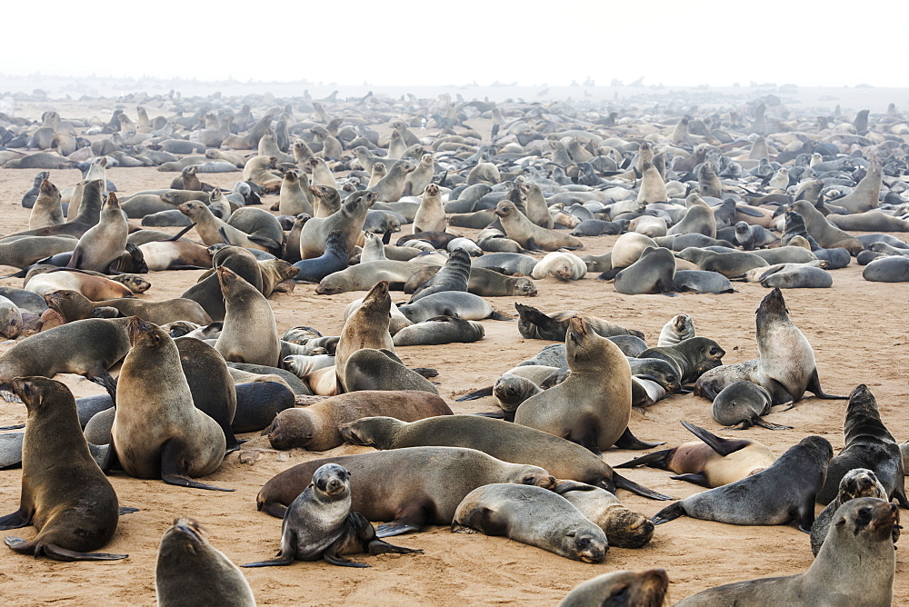 One Of The Largest Colonies Of Cape Fur Seals (Arctocephalus Pusillus) In The World At Cape Cross Seal Reserve, Skeleton Coast, Western Namibia, Namibia