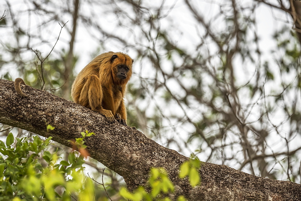 Black Howler Monkey (Alouatta Caraya) Looking Sad On Tree Branch, Mato Grosso Do Sul, Brazil