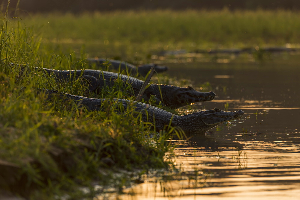 Three Yacare Caiman (Caiman Yacare) In Shallows At Sunset, Mato Grosso Do Sul, Brazil