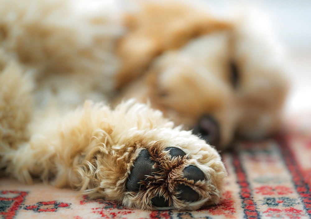 Close Up Of The Paw Of A Blond Cockapoo, South Shields, Tyne And Wear, England