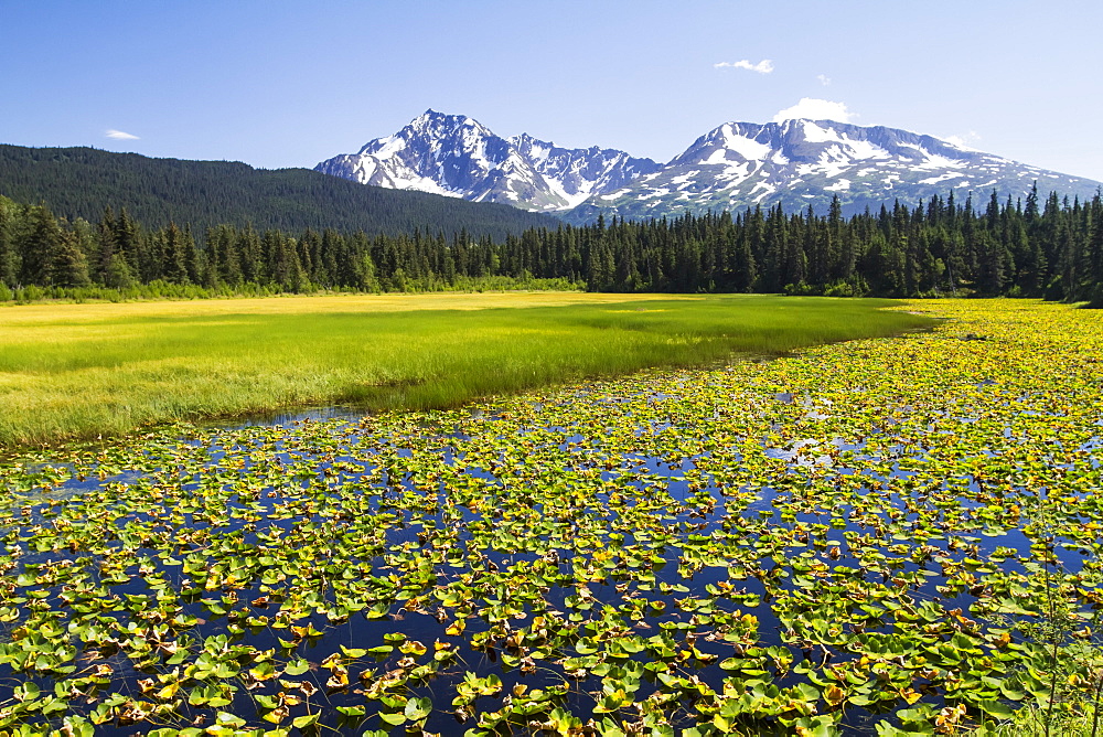 Colourful Lily Padded Marsh Along The Seward Highway, South-Central Alaska, Alaska, United States Of America