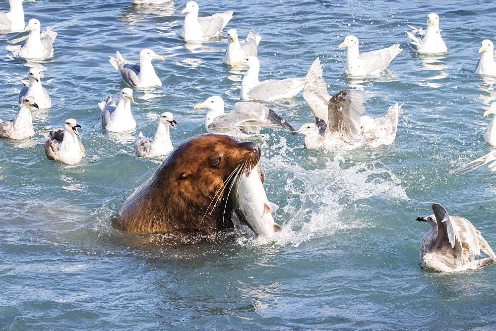 A Sea Lion Swims Into The Fish Weir Area And Grabs A Pink Salmon (Oncorhynchus Gorbuscha), Allison Point, Outside Valdez, Alaska, United States Of America