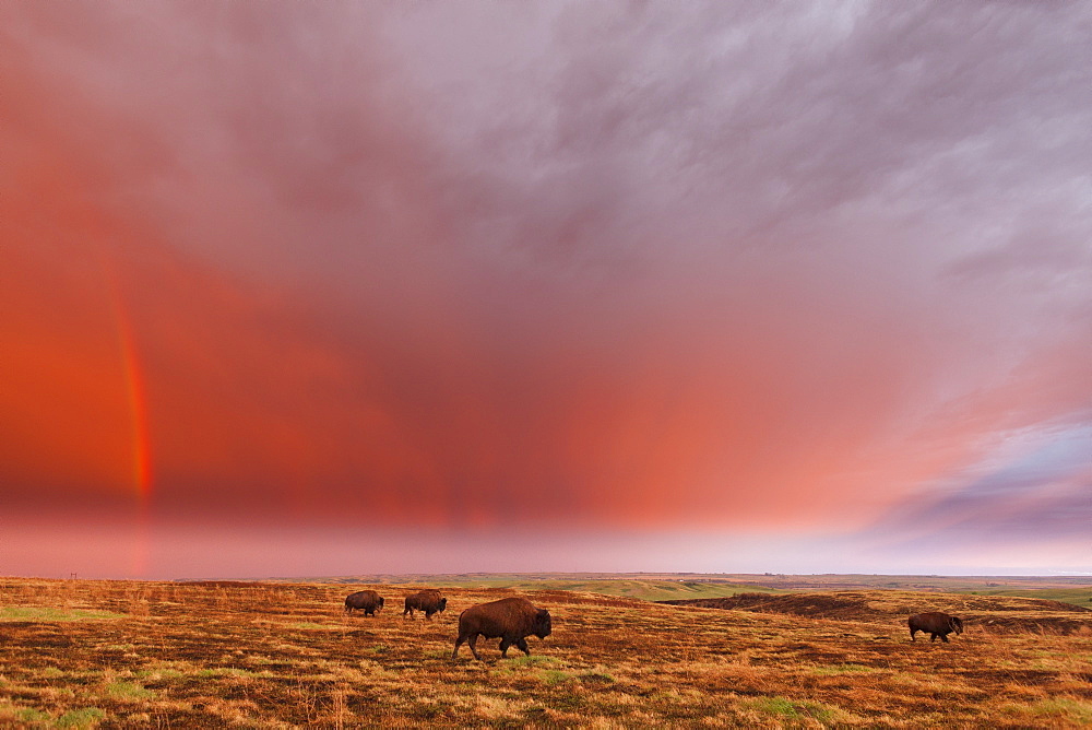 American Bison (Bison Bison) And Rainbow After The Storm At Cross Ranch Preserve, North Dakota, United States Of America