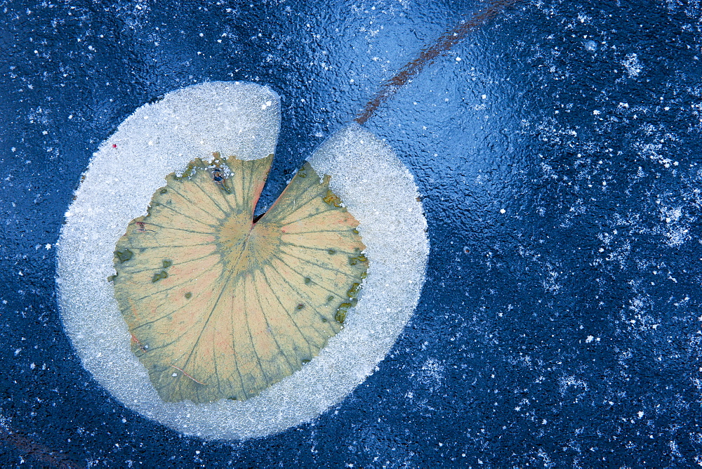 Water Lily Pad In Lake Ice On Lake 16 In Hubbard County, Minnesota, United States Of America