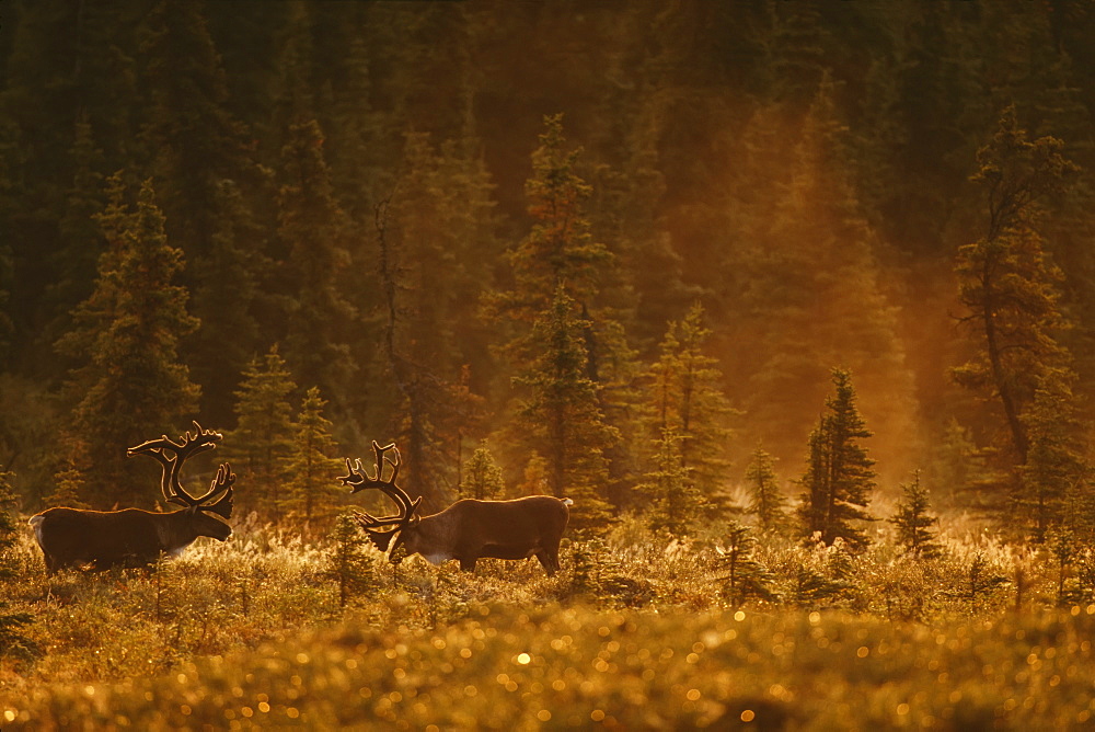 Bull Caribou (Rangifer Tarandus Caribou) Feed In A Spruce Bog Near Wonder Lake, Denali National Park And Preserve, Alaska, United States Of America