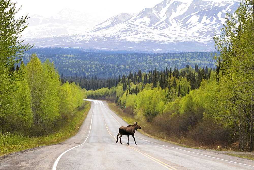 A Cow Moose (Alces Alces) Crosses The Parks Highway North Of Willow, With A Snow Covered Mountain In The Background, Central Alaska, Alaska, United States Of America