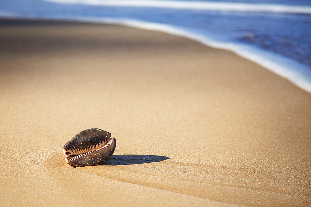 Large Cowry Shell On Beach, Maui, Hawaii, United States Of America