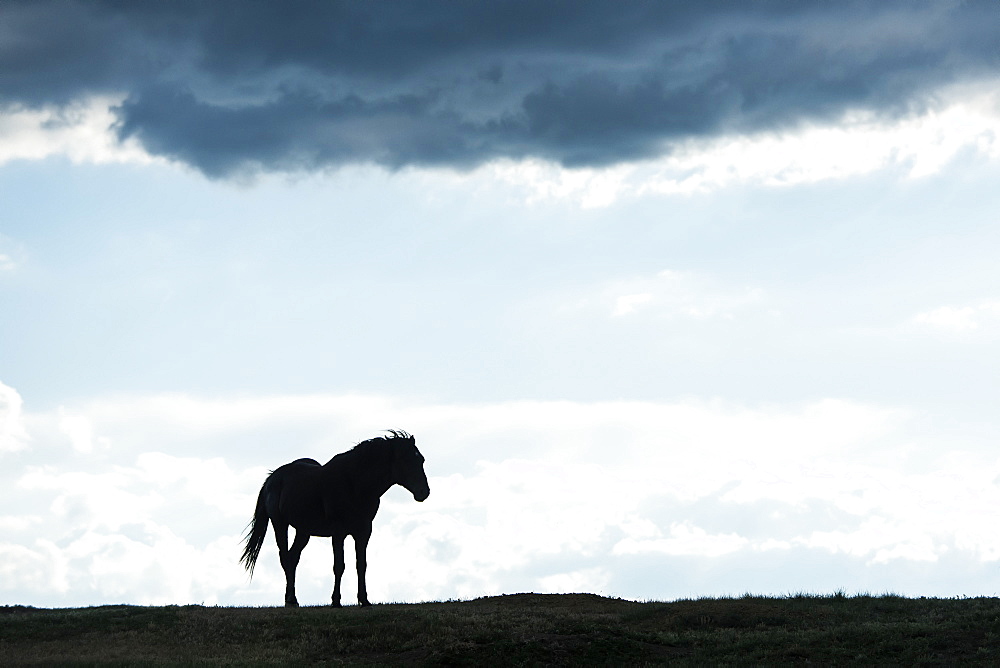 Silhouette Of Of A Wild Horse, Theodore Roosevelt National Park, North Dakota, United States Of America