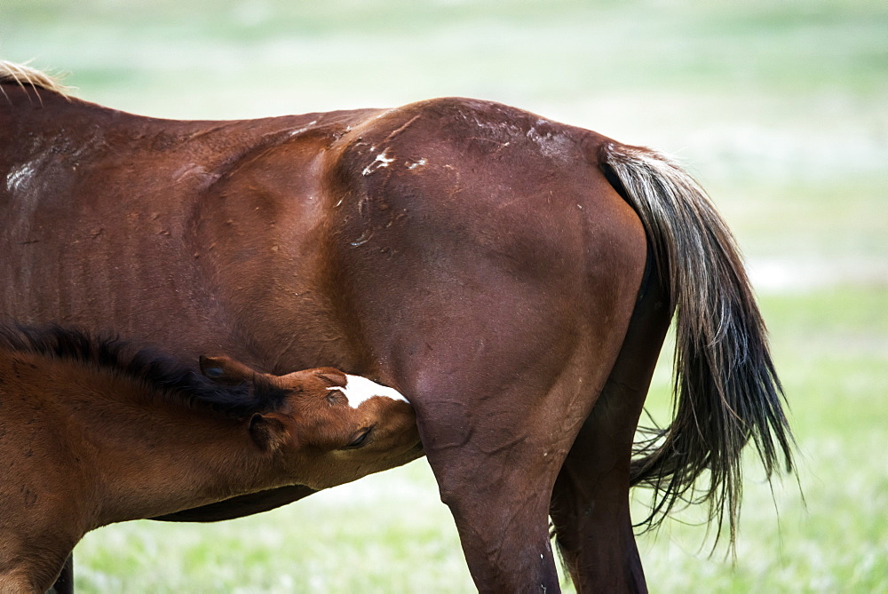 Tail And Rear Of A Wild Horse, Theodore Roosevelt National Park, North Dakota, United States Of America