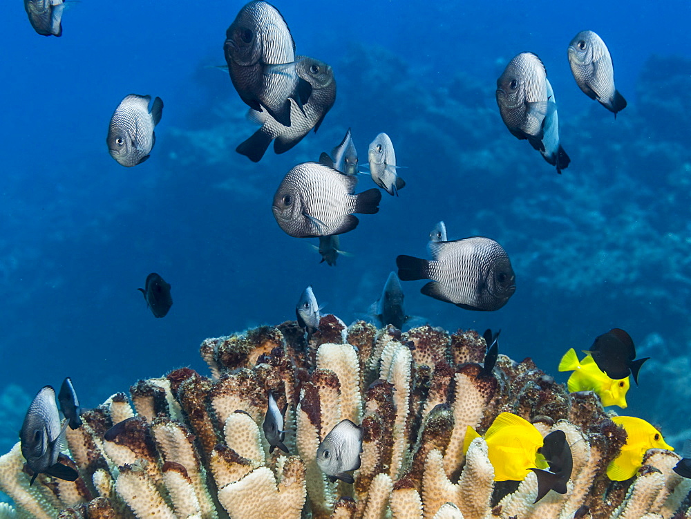 A School Of Hawaiian Dascyllus (Dascyllus Albisella), A Hawaiian Endemic Fish, Over A Bleached Antler Coral (Pocillopora Eydouxi) Off The Kona Coast, Kona, Island Of Hawaii, Hawaii, United States Of America