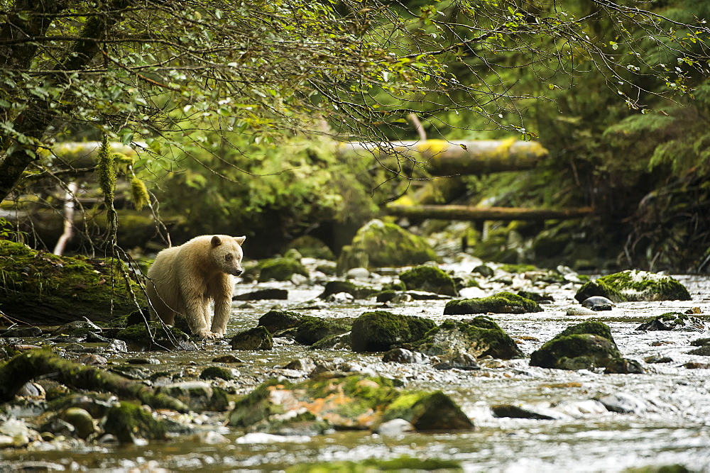 Spirit Bear (Ursus Americanus Kermodei) Fishing In The River, Great Bear Rain Forest, British Columbia, Canada