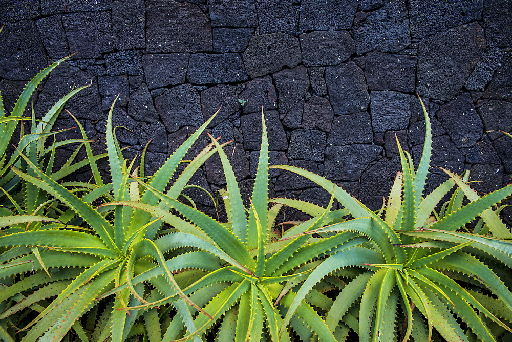 Aloe In Front Of A Basalt Rock Wall, Lagoa, Sao Miguel, Azores, Portugal