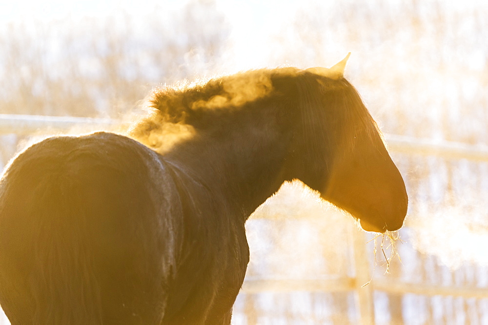 Horse With Golden Sunlight And Breath In The Cold Air, Turner Valley, Alberta, Canada